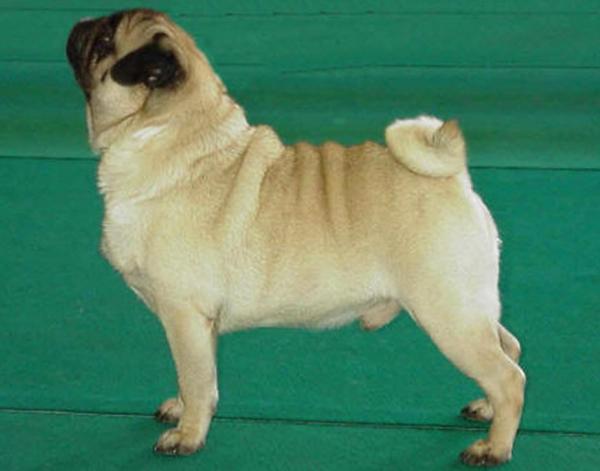 IV. EW, CH D, ClubCH MYOJO PUGMALION