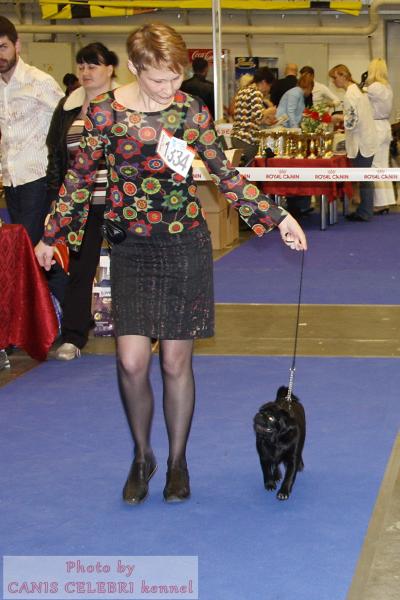 Лучший Щенок DOMINO EFFEST ZAFIRA CANIS CELEBRI