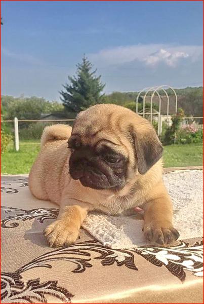 2 месяца
