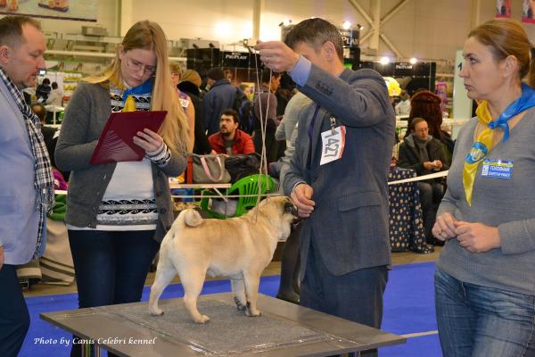 Лучший Бэби выставки кобель CEZAR SWEET PUG UA - большая перспектива-1