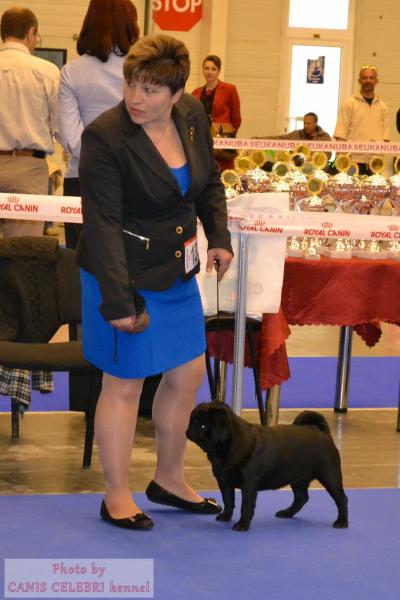 Лучший юниор выставки кобель VETMAR LIVI VAL`DES VANDER VIL` - JCAC
