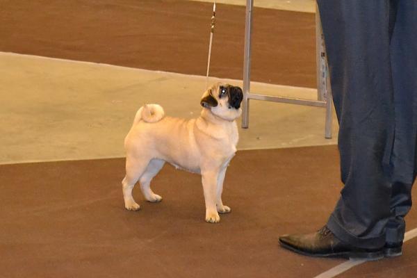 Лучший бэби сука AGNESHKA SWEET PUG UA