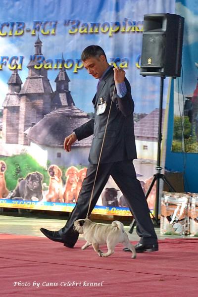 Лучший бэби выставки кобель CEZAR SWEET PUG UA
