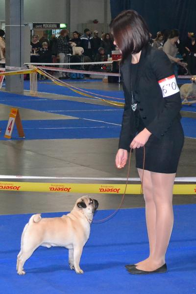 юниор кобель ARCHIBALD SWEET PUG UA - Лучший Юниор