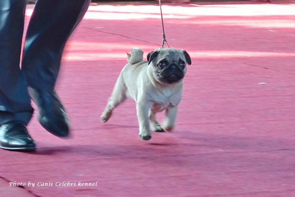 Лучший бэби выставки кобель CEZAR SWEET PUG UA