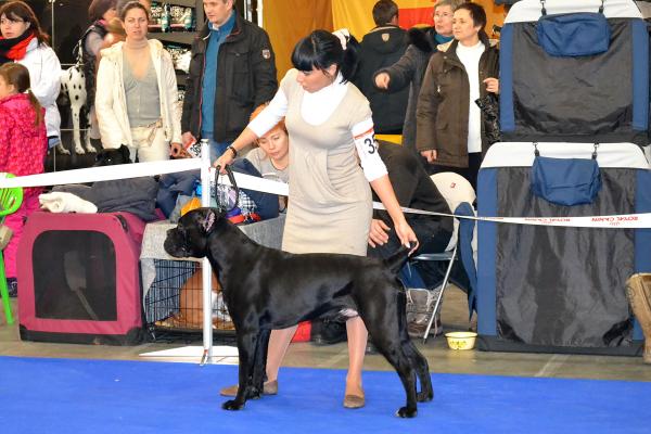 юниор кобель THE STAR TASHERON STELLA CASCATA CANE GUARDIA DEL CORPO - Отл.2
