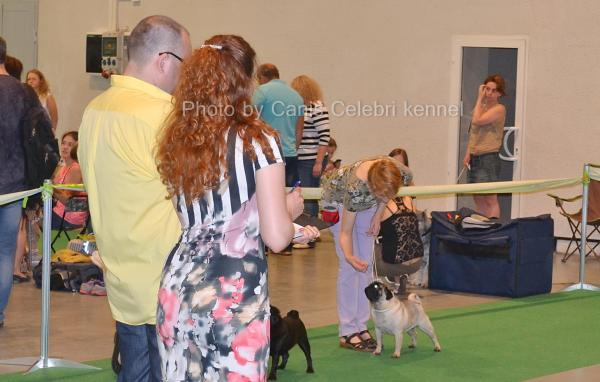 юниор сука CANIS CELEBRI MARIA MIRABELA - отлично-4