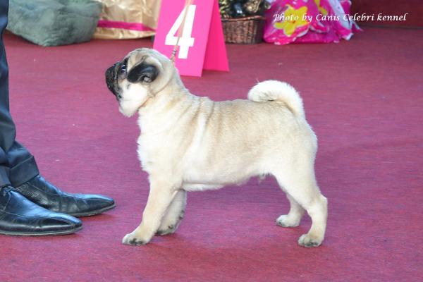 Лучший бэби выставки кобель CEZAR SWEET PUG UA