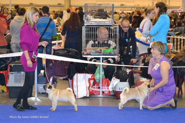 Юниоры кобели: ЛЮ BRUNO SWEET PUG UA и отл-2 HABENERO DE JAVU MY FANTASTIC-BOMBASTIC 