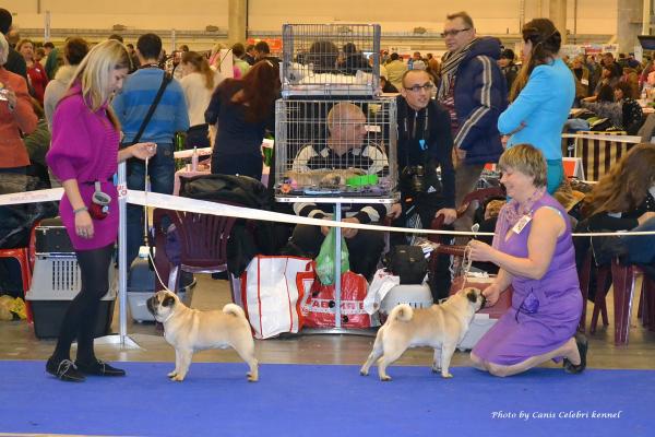 Юниоры кобели: ЛЮ BRUNO SWEET PUG UA и отл-2 HABENERO DE JAVU MY FANTASTIC-BOMBASTIC 