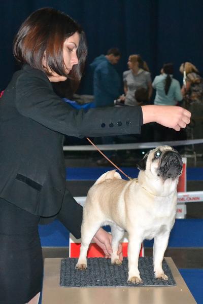 юниор кобель ARCHIBALD SWEET PUG UA - Лучший Юниор