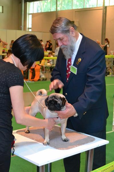 Юниор сука CANIS CELEBRI MARIA MIRABELA - отлично-2