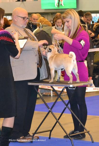 Юниор кобель BRUNO SWEET PUG UA