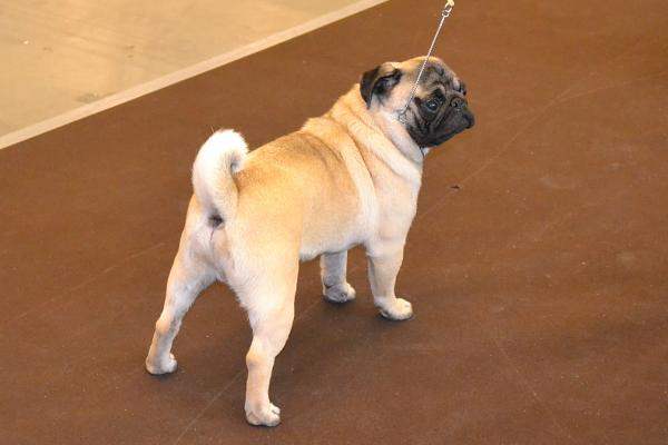 Юниор кобель PUGBULLY KNOCKOUT - отлично-3
