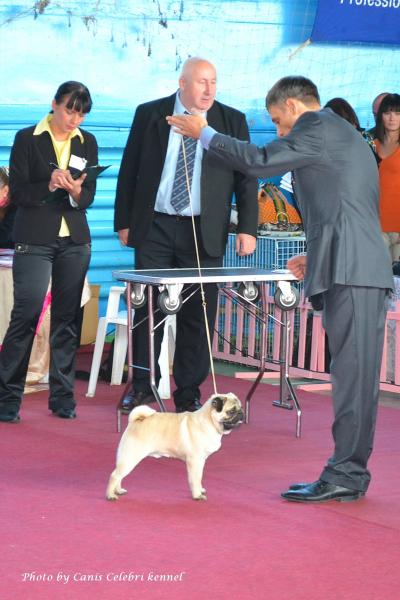 Лучший Щенок Выставки кобель BRUNO SWEET PUG UA