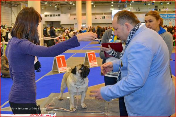 Интермедия кобель CANIS CELEBRI MUNCHHAUSEN - отлично-3