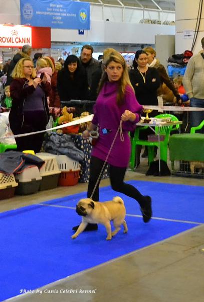 Юниор кобель BRUNO SWEET PUG UA