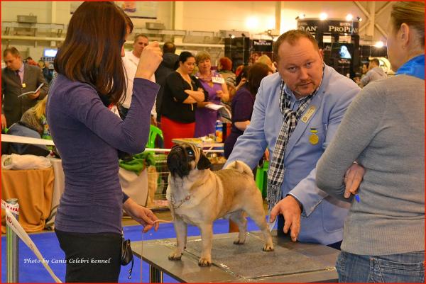 Интермедия кобель CANIS CELEBRI MUNCHHAUSEN - отлично-3