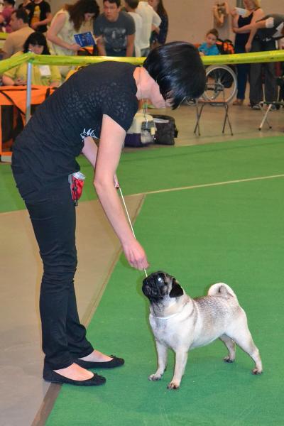 Юниор сука CANIS CELEBRI MARIA MIRABELA - отлично-2