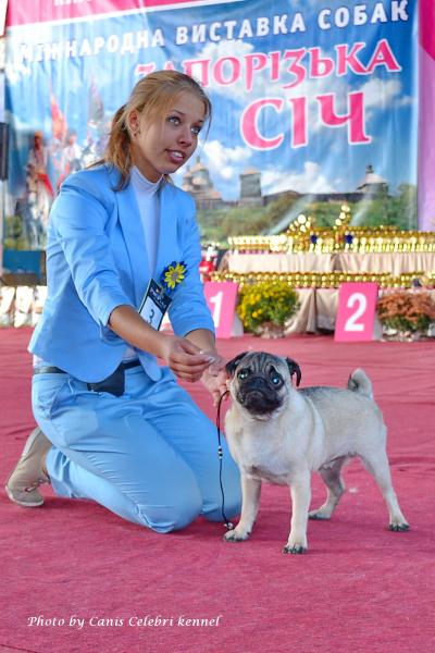 Щенок кобель CELENTANO PRIDE OF KHORTICA - перспектива