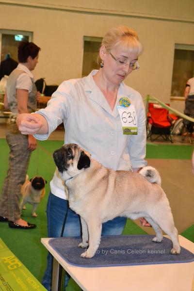 Класс чемпионов кобель KAISER BEREZILLE ASTI MONDORO