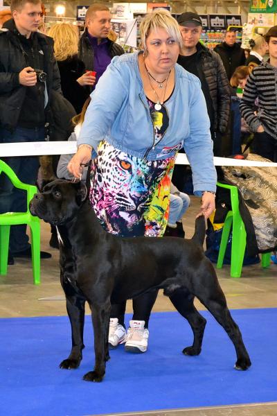 Лучший кобель интермедиа COMANDOR CORAGGIO DI BEST TALAVERA - CAC, R.CACIB