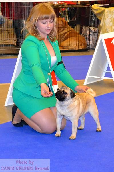 Лучший Кобель класса интермедиа PUGBULLY NORTHERN LIGHT 