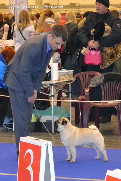 Класс чемпионов кобель ARCHIBALD SWEET PUG UA - RCAC, RCACIB