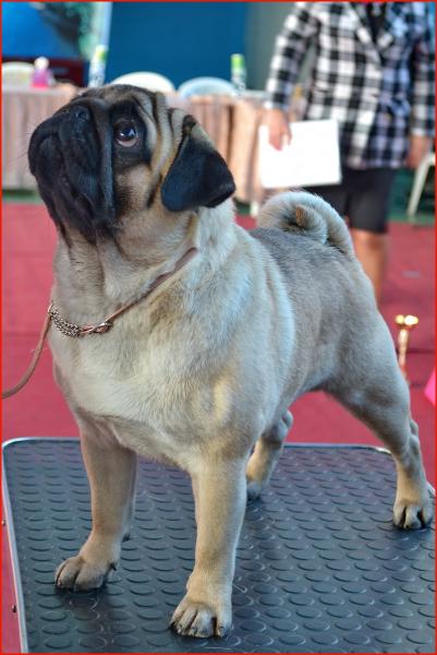 Юниор кобель CANIS CELEBRI MUNCHHAUSEN - ЮCC, отлично-2