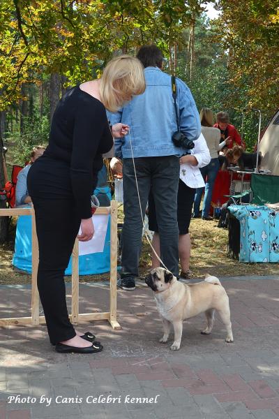 Лучший Кобель выставки, класс чемпионов ARCHIBALD SWEET PUG UA - САС