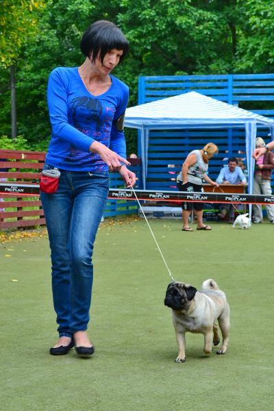 Юниор сука CANIS CELEBRI MARIA MIRABELA - отлично-2
