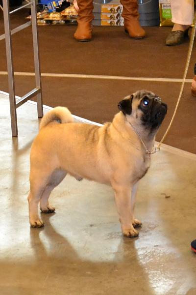 Юниор кобель PUGBULLY KNOCKOUT - отлично-3