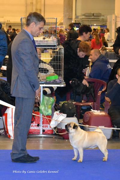 Класс чемпионов кобель ARCHIBALD SWEET PUG UA - RCAC, RCACIB