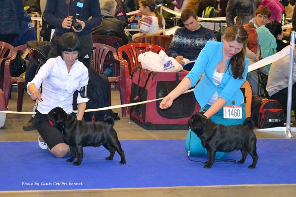Класс чемпионов кобели