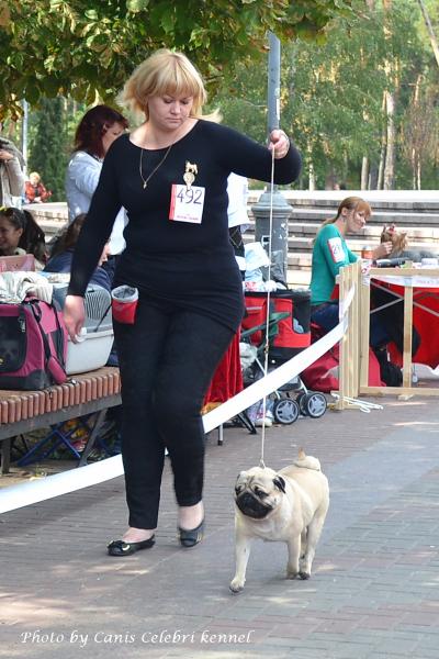 Лучший Кобель выставки, класс чемпионов ARCHIBALD SWEET PUG UA - САС