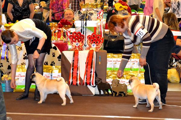 Лучш. беж. кобель юниор ORCHIDS DE ORO FANTASY VALOR и Лучш. юниор окраса FANTASY LOLITA GOLDEN PUG