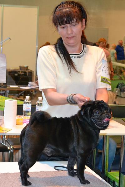 Открытый класс кобель KERI-KING BARBY HOUS
