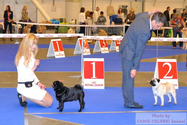 открытый класс кобели HABENERO DE JAVU GLINTWEIN и ARCHIBALD SWEET PUG UA (САС)