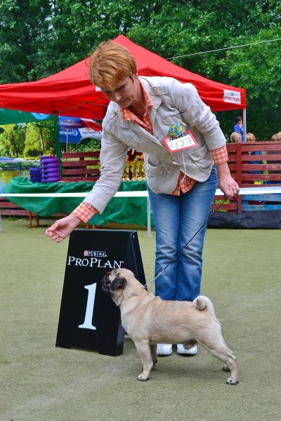 Лучший Юниор Выставки кобель CANIS CELEBRI MUNCHHAUSEN