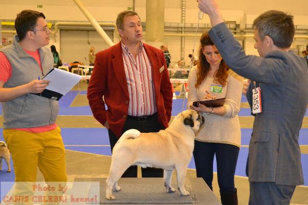 Лучший Кобель, открытый класс ARCHIBALD SWEET PUG UA - CAC
