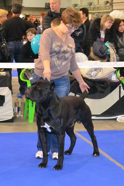 кобель класс чемпионов VITO NERO NUESTROS AMIGOS - Отл.3