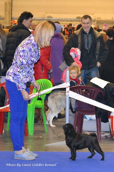 Класс чемпионов сука CAMUSE DE LUXE BIATE - отлично-3