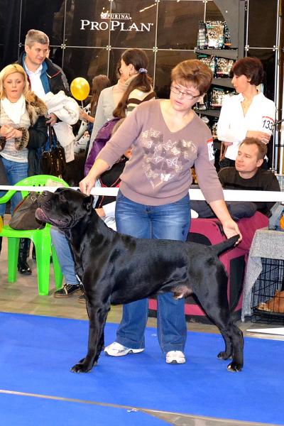 кобель класс чемпионов VITO NERO NUESTROS AMIGOS - Отл.3