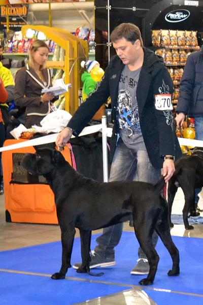Лучший кобель выставки класс чемпионов CHEDDER ROYAL CHOISE DOCTOR'S MISTERY - CAC, CACIB