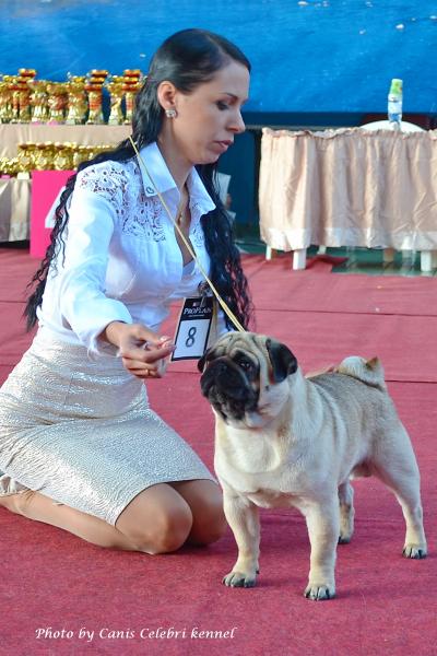 Юниор кобель RUS KARTEL VANGUARD OF MY SOUL - ЮСС, отлично-3