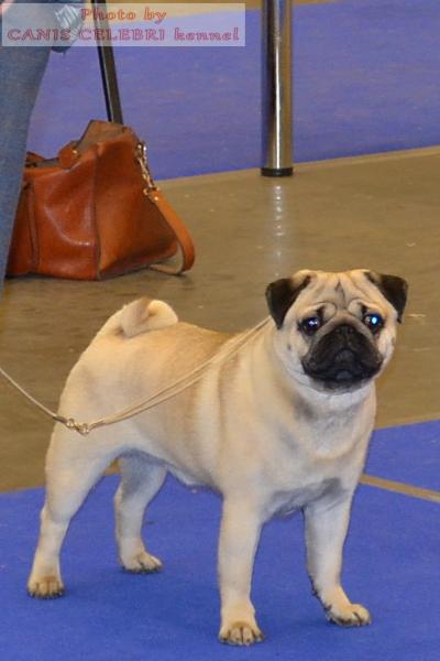 ВОВ - открытый класс кобель ARCHIBALD SWEET PUG UA