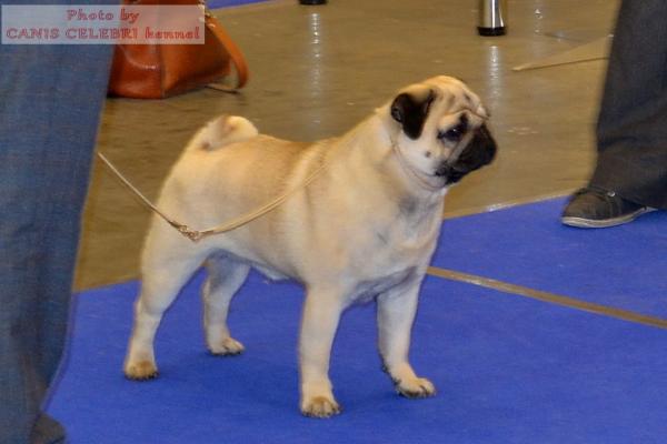 ВОВ - открытый класс кобель ARCHIBALD SWEET PUG UA