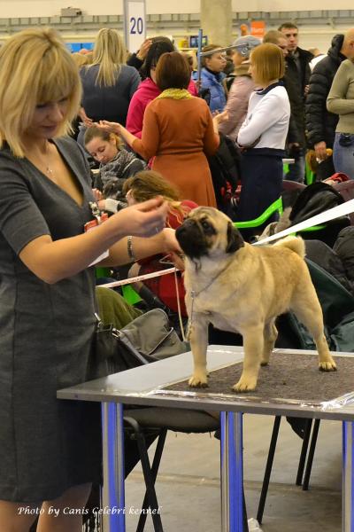 Интермедия лучший кобель PUGBULLY NORTHERN LIGHT - САС