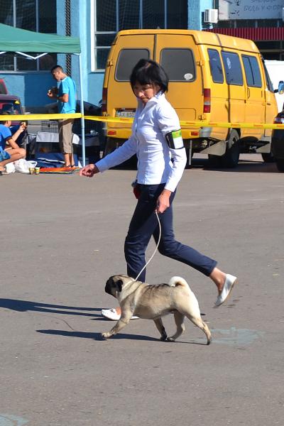 Юниор сука CANIS CELEBRI MARIA MIRABELA - отлично-3