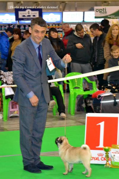 Лучший бэби окраса кобель CEZAR SWEET PUG UA - большая перспектива-1